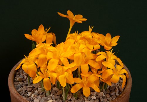 Crocus gargaricus